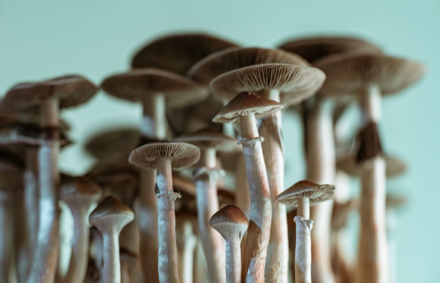 Understanding the Time Shrooms Takes to Kick In