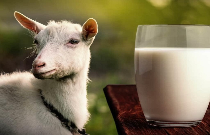 Goat Milk Formula and Allergies: How It Can Reduce Symptoms and Improve Overall Health