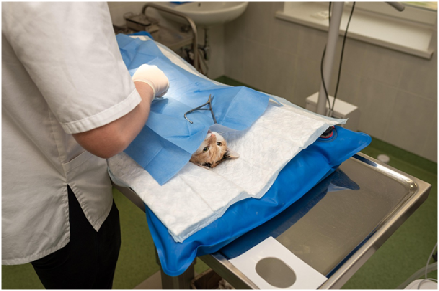 5 Things To Consider When Choosing A Veterinarian For Your Pet’s Check-up